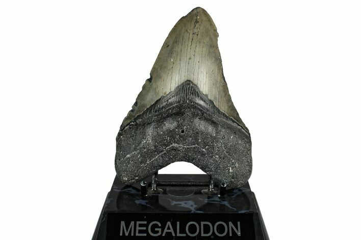 Fossil Megalodon Tooth - North Carolina #348158